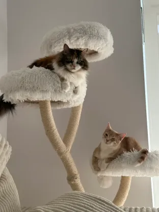 Moura on the top bed of a cat tree and Simba on the lower one, in window light